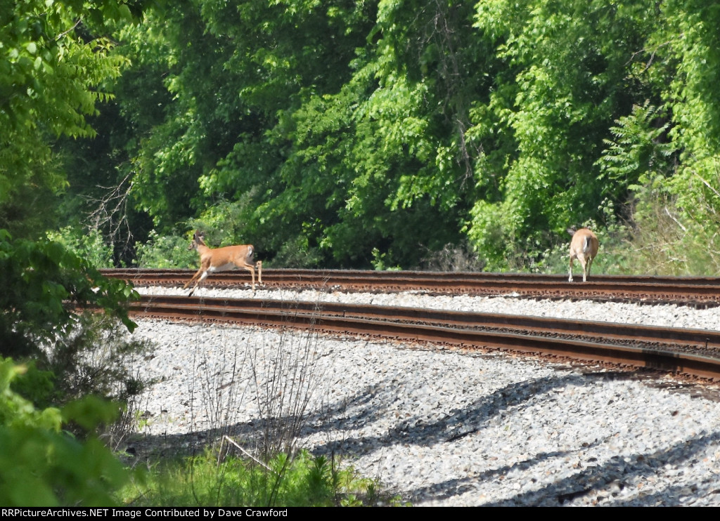 Dear on the Tracks 2